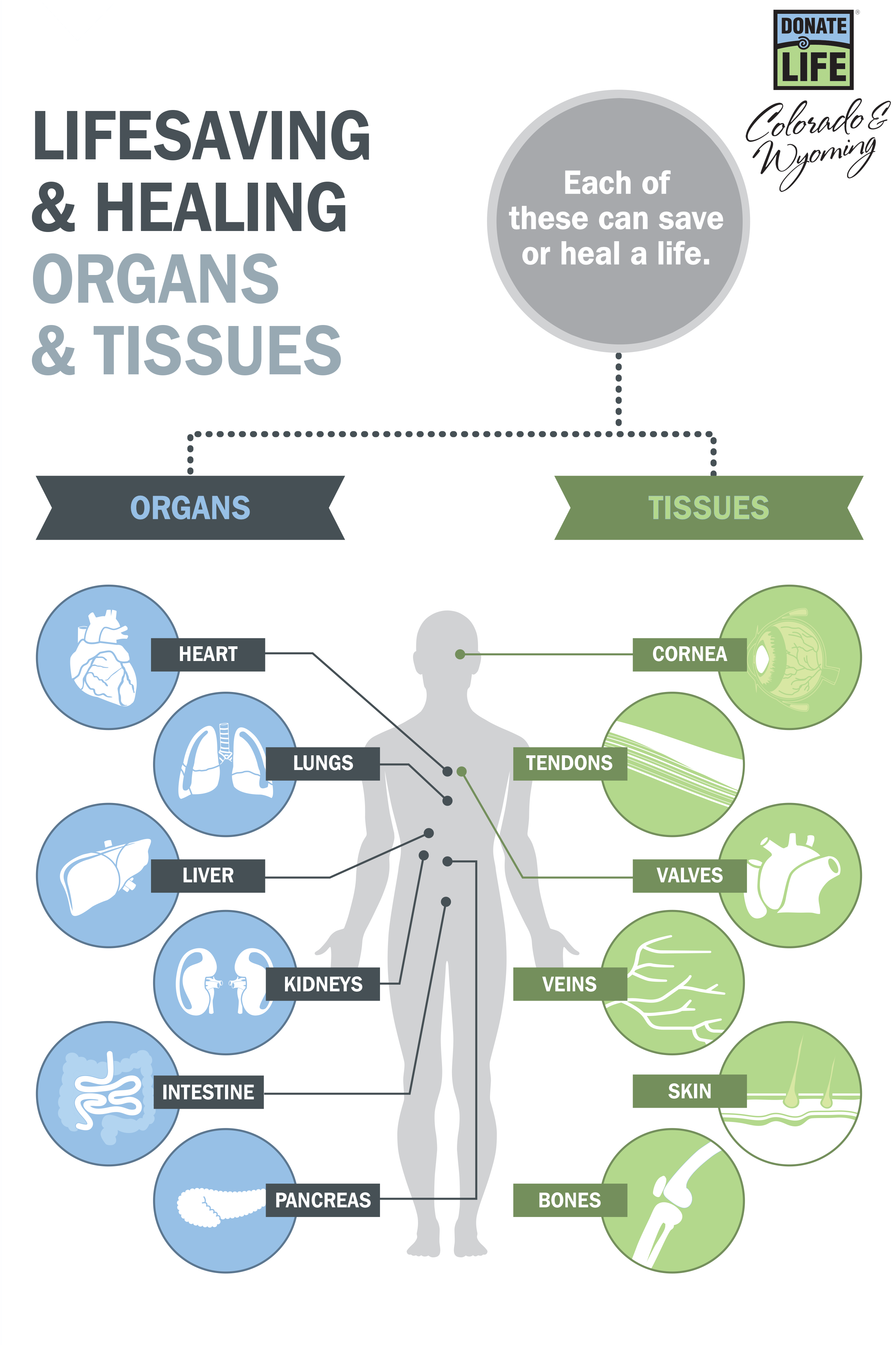 Tissues and organs