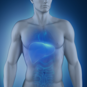 liver