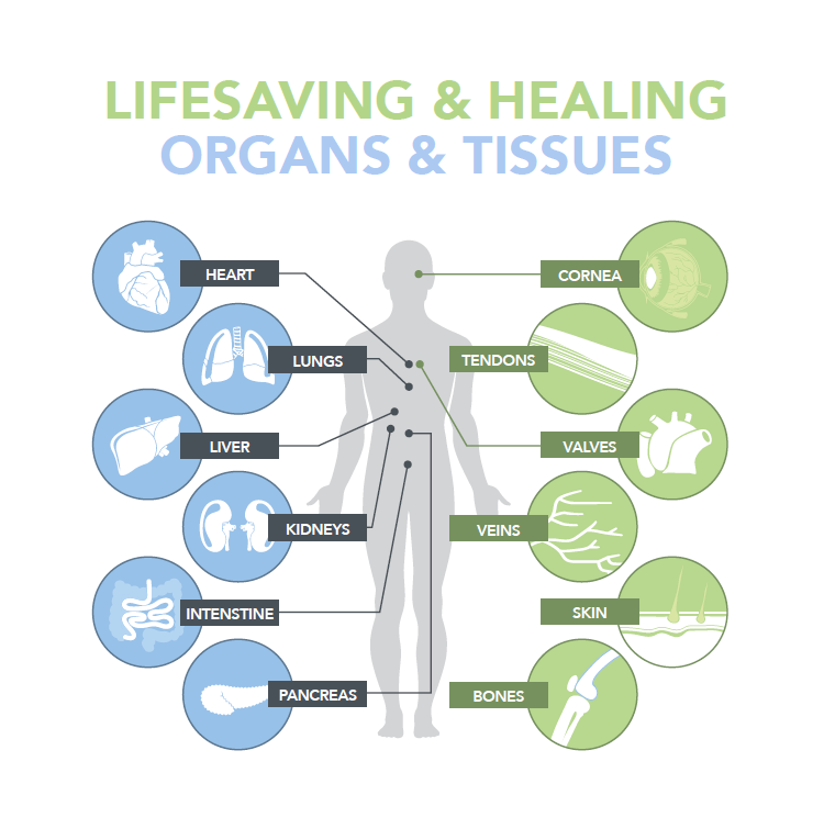 Organ facts and surgeries - Transplant Living