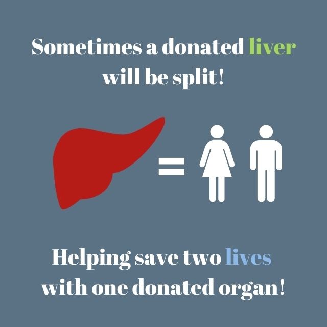 liver donation Donor Alliance