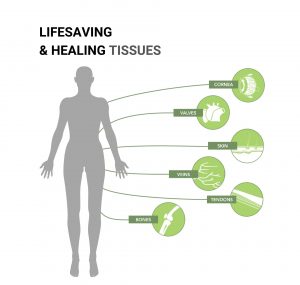 lifesaving and healing tissues infographic